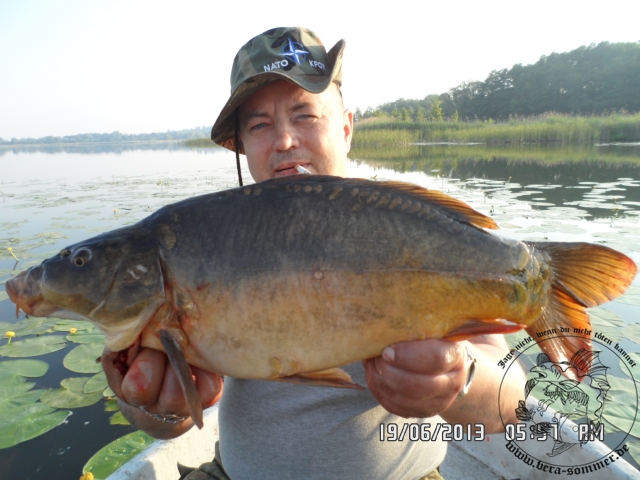 phoca thumb l thomsen carp